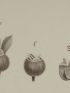 DESCRIPTION DE L'EGYPTE.  Botanique. Panicum obtusifolium, Cervicina campanuloides, Cyperus proctractus. (Histoire Naturelle, planche 5) - Edition Originale - Edition-Originale.com