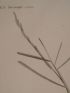 DESCRIPTION DE L'EGYPTE.  Botanique. Panicum obtusifolium, Cervicina campanuloides, Cyperus proctractus. (Histoire Naturelle, planche 5) - First edition - Edition-Originale.com
