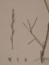 DESCRIPTION DE L'EGYPTE.  Botanique. Panicum obtusifolium, Cervicina campanuloides, Cyperus proctractus. (Histoire Naturelle, planche 5) - First edition - Edition-Originale.com