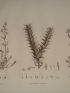 DESCRIPTION DE L'EGYPTE.  Botanique. Scrophularia deserti, Acanthodium spicatum, Sinapis philaeana. (Histoire Naturelle, planche 33) - Edition Originale - Edition-Originale.com