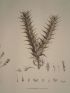 DESCRIPTION DE L'EGYPTE.  Botanique. Scrophularia deserti, Acanthodium spicatum, Sinapis philaeana. (Histoire Naturelle, planche 33) - Erste Ausgabe - Edition-Originale.com