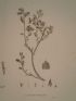 DESCRIPTION DE L'EGYPTE.  Botanique. Scrophularia deserti, Acanthodium spicatum, Sinapis philaeana. (Histoire Naturelle, planche 33) - Prima edizione - Edition-Originale.com