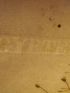 DESCRIPTION DE L'EGYPTE.  Botanique. Inula undulata, Chrysocoma candicans, Chrysocoma spinosa. (Histoire Naturelle, planche 46) - Erste Ausgabe - Edition-Originale.com