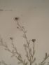 DESCRIPTION DE L'EGYPTE.  Botanique. Inula undulata, Chrysocoma candicans, Chrysocoma spinosa. (Histoire Naturelle, planche 46) - First edition - Edition-Originale.com