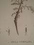 DESCRIPTION DE L'EGYPTE.  Botanique. Inula undulata, Chrysocoma candicans, Chrysocoma spinosa. (Histoire Naturelle, planche 46) - Prima edizione - Edition-Originale.com