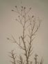 DESCRIPTION DE L'EGYPTE.  Botanique. Inula undulata, Chrysocoma candicans, Chrysocoma spinosa. (Histoire Naturelle, planche 46) - Edition Originale - Edition-Originale.com