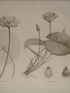 DESCRIPTION DE L'EGYPTE.  Botanique. Nymphaea lotus, Nymphaea caerulea. (Histoire Naturelle, planche 60) - Prima edizione - Edition-Originale.com