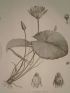 DESCRIPTION DE L'EGYPTE.  Botanique. Nymphaea lotus, Nymphaea caerulea. (Histoire Naturelle, planche 60) - Edition Originale - Edition-Originale.com