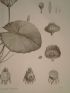 DESCRIPTION DE L'EGYPTE.  Botanique. Nymphaea lotus, Nymphaea caerulea. (Histoire Naturelle, planche 60) - First edition - Edition-Originale.com
