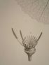 DESCRIPTION DE L'EGYPTE.  Botanique. Nymphaea lotus, Nymphaea caerulea. (Histoire Naturelle, planche 60) - Prima edizione - Edition-Originale.com
