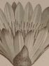 DESCRIPTION DE L'EGYPTE.  Botanique. Nymphaea lotus, Nymphaea caerulea. (Histoire Naturelle, planche 60) - Edition Originale - Edition-Originale.com
