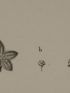 DESCRIPTION DE L'EGYPTE.  Botanique. Traganum nudatum, Buplevrum proliferum, Cornulaca monacantha. (Histoire Naturelle, planche 22) - Edition Originale - Edition-Originale.com