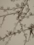 DESCRIPTION DE L'EGYPTE.  Botanique. Traganum nudatum, Buplevrum proliferum, Cornulaca monacantha. (Histoire Naturelle, planche 22) - Prima edizione - Edition-Originale.com