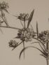 DESCRIPTION DE L'EGYPTE.  Botanique. Traganum nudatum, Buplevrum proliferum, Cornulaca monacantha. (Histoire Naturelle, planche 22) - Edition Originale - Edition-Originale.com