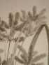 DESCRIPTION DE L'EGYPTE.  Botanique. Utricularia inflexa, Peplidium humifusum, Cyperus dives. (Histoire Naturelle, planche 4) - Edition Originale - Edition-Originale.com