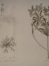 DESCRIPTION DE L'EGYPTE.  Botanique. Utricularia inflexa, Peplidium humifusum, Cyperus dives. (Histoire Naturelle, planche 4) - Prima edizione - Edition-Originale.com
