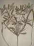 DESCRIPTION DE L'EGYPTE.  Botanique. Utricularia inflexa, Peplidium humifusum, Cyperus dives. (Histoire Naturelle, planche 4) - First edition - Edition-Originale.com