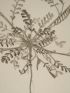 DESCRIPTION DE L'EGYPTE.  Botanique. Hedysarum ptolemaicum, Astragalus longiflorus, Astragalus mareoticus. (Histoire Naturelle, planche 39) - Erste Ausgabe - Edition-Originale.com