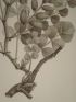 DESCRIPTION DE L'EGYPTE.  Botanique. Hedysarum ptolemaicum, Astragalus longiflorus, Astragalus mareoticus. (Histoire Naturelle, planche 39) - Edition Originale - Edition-Originale.com
