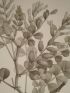 DESCRIPTION DE L'EGYPTE.  Botanique. Hedysarum ptolemaicum, Astragalus longiflorus, Astragalus mareoticus. (Histoire Naturelle, planche 39) - Prima edizione - Edition-Originale.com