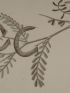 DESCRIPTION DE L'EGYPTE.  Botanique. Hedysarum ptolemaicum, Astragalus longiflorus, Astragalus mareoticus. (Histoire Naturelle, planche 39) - Edition Originale - Edition-Originale.com