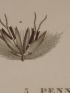DESCRIPTION DE L'EGYPTE.  Botanique. Pennisetum dichotomum, Adropogon foveolatum, Pennisetum typhoideum. (Histoire Naturelle, planche 8) - Erste Ausgabe - Edition-Originale.com