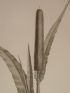 DESCRIPTION DE L'EGYPTE.  Botanique. Pennisetum dichotomum, Adropogon foveolatum, Pennisetum typhoideum. (Histoire Naturelle, planche 8) - Prima edizione - Edition-Originale.com