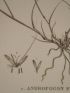 DESCRIPTION DE L'EGYPTE.  Botanique. Pennisetum dichotomum, Adropogon foveolatum, Pennisetum typhoideum. (Histoire Naturelle, planche 8) - Prima edizione - Edition-Originale.com