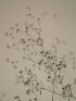 DESCRIPTION DE L'EGYPTE.  Botanique. Polycarpea fragilis, Polycarpea memphitica, Alsine succulenta, Alsine prostrata. (Histoire Naturelle, planche 24) - Edition Originale - Edition-Originale.com