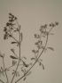 DESCRIPTION DE L'EGYPTE.  Botanique. Polycarpea fragilis, Polycarpea memphitica, Alsine succulenta, Alsine prostrata. (Histoire Naturelle, planche 24) - First edition - Edition-Originale.com
