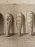 Voyage dans la Basse et Haute Egypte : Momies d'Ibis. (Planche 99).<br /> - Prima edizione - Edition-Originale.com