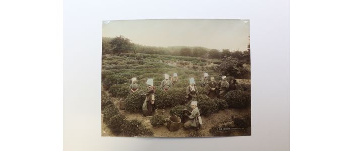 ANONYME : Photographie originale - Cathering tea-leaves at Uji - First edition - Edition-Originale.com