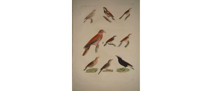 DESCRIPTION DE L'EGYPTE.  Zoologie. Oiseaux. (Histoire Naturelle, planche 5) - Prima edizione - Edition-Originale.com