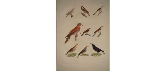 DESCRIPTION DE L'EGYPTE.  Zoologie. Oiseaux. (Histoire Naturelle, planche 5) - First edition - Edition-Originale.com