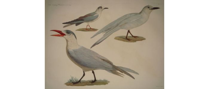 Description De Legypte Zoologie Oiseaux Histoire - 