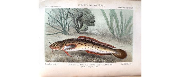 BLANCHERE : La pêche et les poissons. Nouveau Dictionnaire général des pêches - Erste Ausgabe - Edition-Originale.com