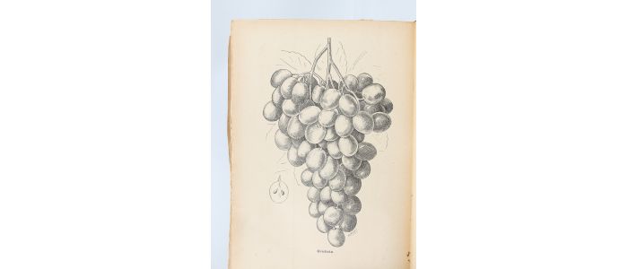 COLLECTIF : Les meilleurs fruits au début du XXème siècle. Histoire, description, origine et synonymie de 250 variétés fruitières recommandées - Edition-Originale.com