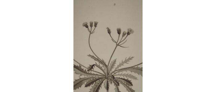 DESCRIPTION DE L'EGYPTE.  Botanique. Crepis hispidula, Crepis senecioides, Santolina fragrantissima. (Histoire Naturelle, planche 42) - Edition Originale - Edition-Originale.com