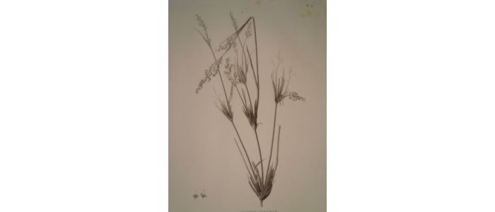 DESCRIPTION DE L'EGYPTE.  Botanique. Crypsis alopecuroides, Panicum turgidum. (Histoire Naturelle, planche 9) - Prima edizione - Edition-Originale.com