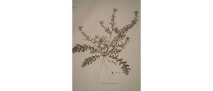 DESCRIPTION DE L'EGYPTE.  Botanique. Raphanus recurvatus, Cleome droserifolia. (Histoire Naturelle, planche 36) - First edition - Edition-Originale.com