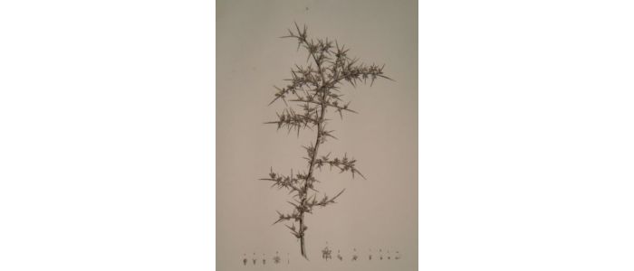 DESCRIPTION DE L'EGYPTE.  Botanique. Salsola alopecuroides, Salsola echinus, Salsola tetrandra, Caucalis tenella. (Histoire Naturelle, planche 21) - Erste Ausgabe - Edition-Originale.com