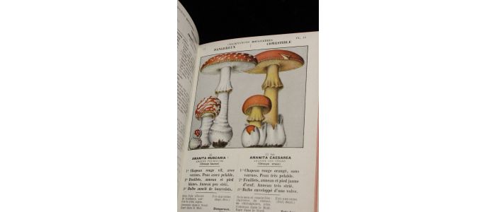 GUETROT : Le connaisseur de champignons. Première partie : les champignons vénéneux - Edition-Originale.com