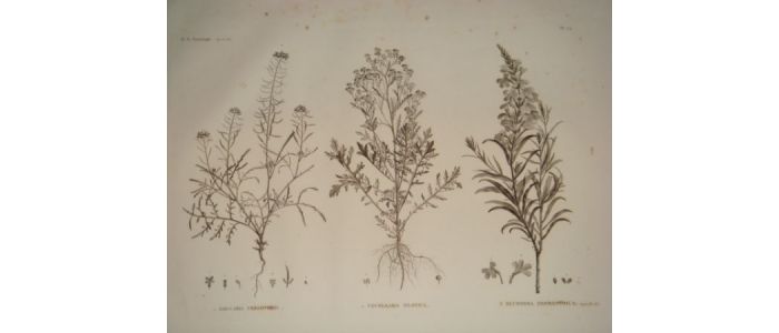 DESCRIPTION DE L'EGYPTE.  Botanique. Erucaria crassifolia, Cochlearia nilotica, Buchnera hermonthica. (Histoire Naturelle, planche 34) - Erste Ausgabe - Edition-Originale.com