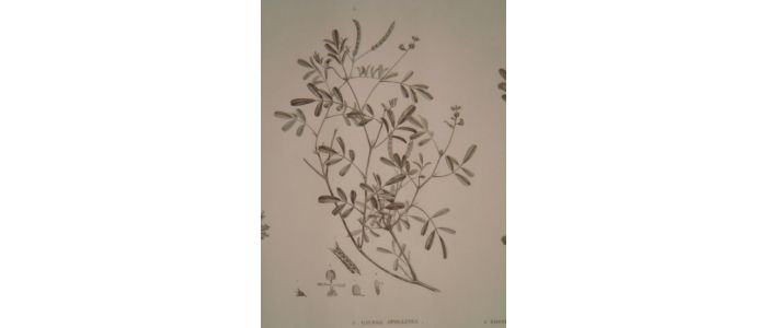 DESCRIPTION DE L'EGYPTE.  Botanique. Adonis dentata, Parmelia maciformis, Galega apollinea, Zostera bullata, Gymnostomum niloticum. (Histoire Naturelle, planche 53) - Prima edizione - Edition-Originale.com