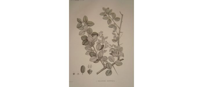 DESCRIPTION DE L'EGYPTE.  Botanique. Balanites aegyptiaca, Fagonia glutinosa, Fagonia latifolia. (Histoire Naturelle, planche 28) - Erste Ausgabe - Edition-Originale.com