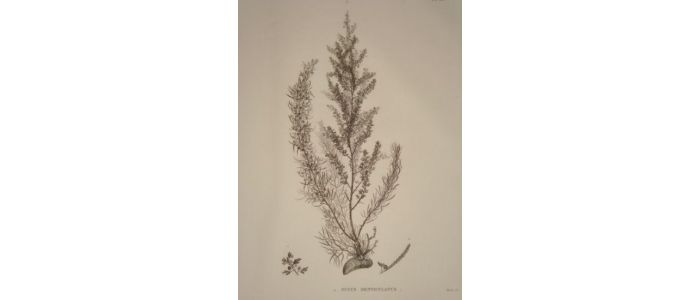 DESCRIPTION DE L'EGYPTE.  Botanique. Fucus antennulatus, Fucus denticulatus. (Histoire Naturelle, planche 55) - Erste Ausgabe - Edition-Originale.com