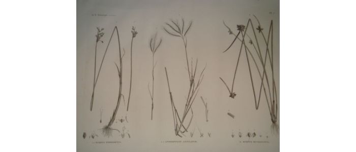 DESCRIPTION DE L'EGYPTE.  Botanique. Scirpus fimbrisetus, Andropogon annulatum, Scirpus mucronatus. (Histoire Naturelle, planche 7) - First edition - Edition-Originale.com