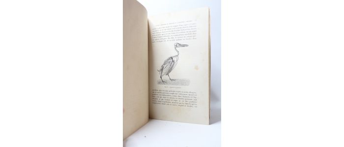 MAREY : Le vol des oiseaux - Erste Ausgabe - Edition-Originale.com