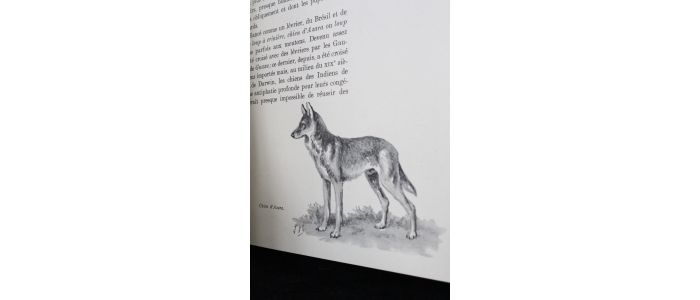 OBERTHUR : Le chien. Ses origines, son évolution - Prima edizione - Edition-Originale.com