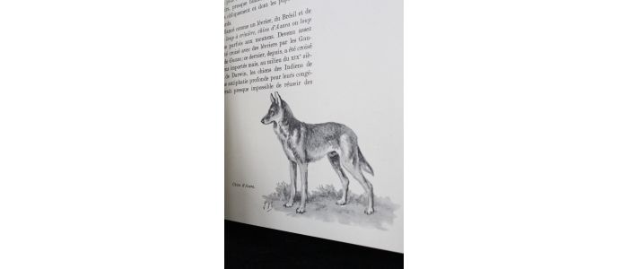 OBERTHUR : Le chien. Ses origines, son évolution - Erste Ausgabe - Edition-Originale.com